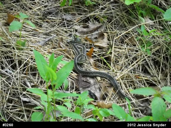 Eastern Gartersnake