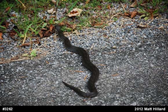 Eastern Hog-nosed Snake