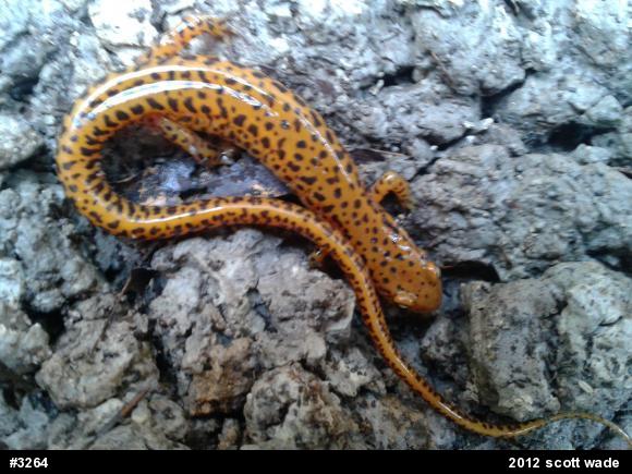 Eastern Long-tailed Salamander