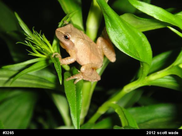 Spring Peeper