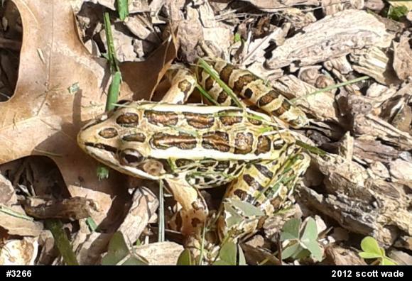 Pickerel Frog