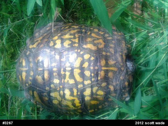Eastern Box Turtle
