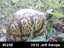 Eastern Box Turtle