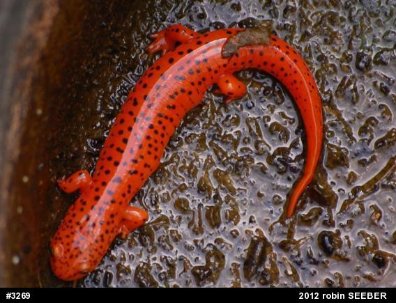 Northern Red Salamander