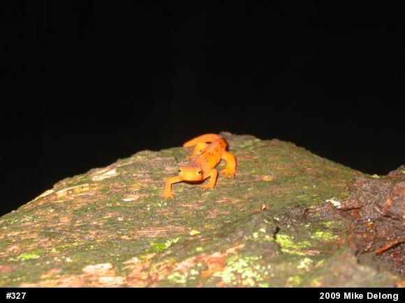 Red-spotted Newt