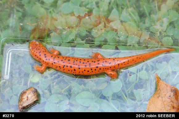 Northern Red Salamander