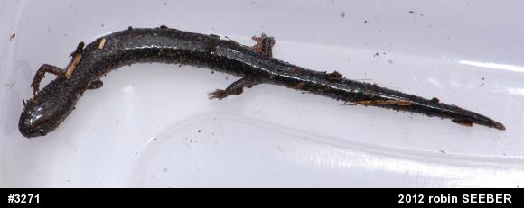 Northern Ravine Salamander
