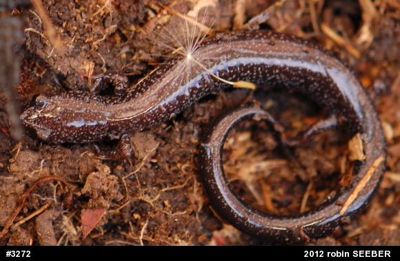 Northern Ravine Salamander