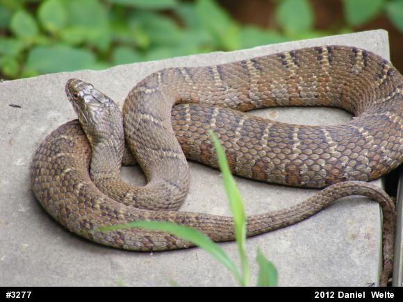 Northern Watersnake