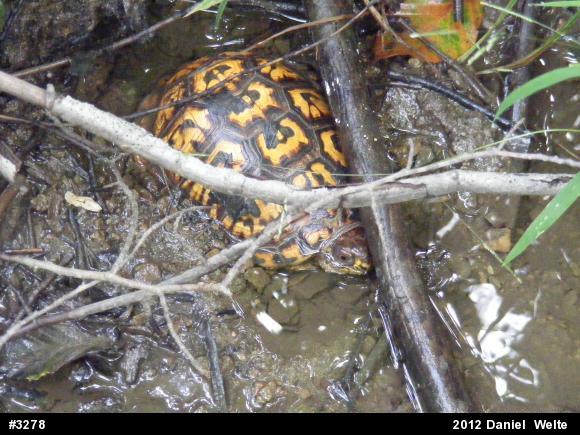 Eastern Box Turtle