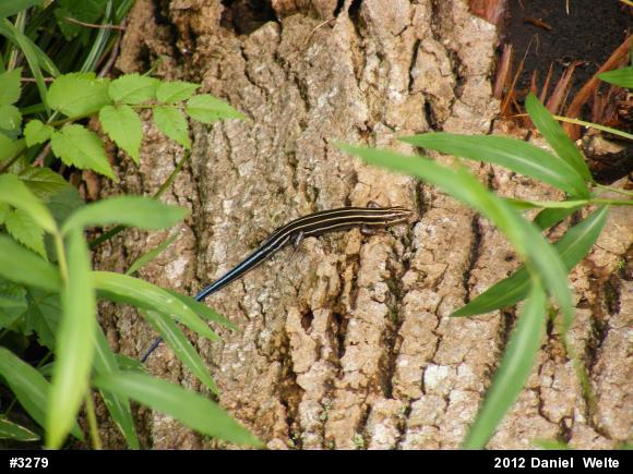 Common Five-lined Skink