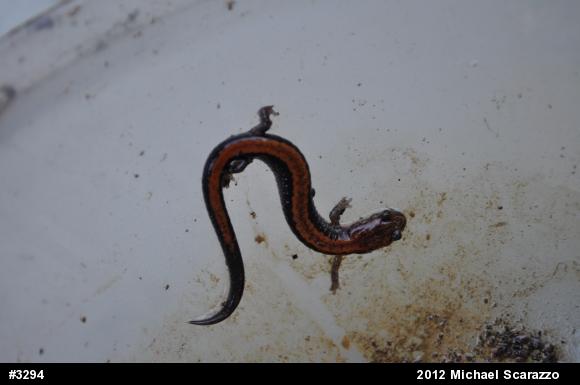 Eastern Red-backed  Salamander