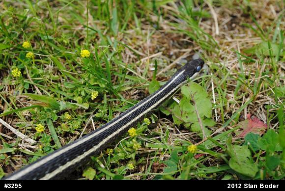 Common Ribbonsnake