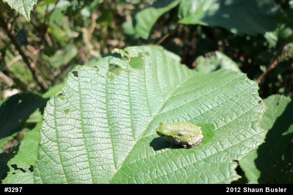 Gray Treefrog
