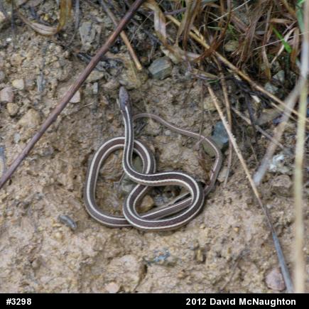 Common Ribbonsnake
