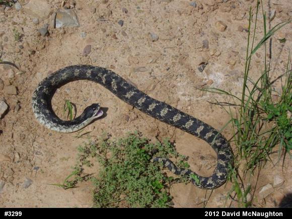 Eastern Hog-nosed Snake