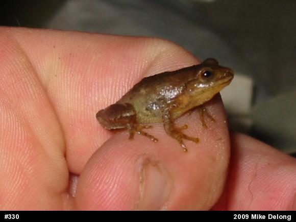 Spring Peeper