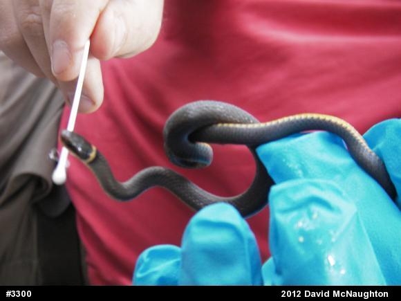 Northern Ring-necked Snake