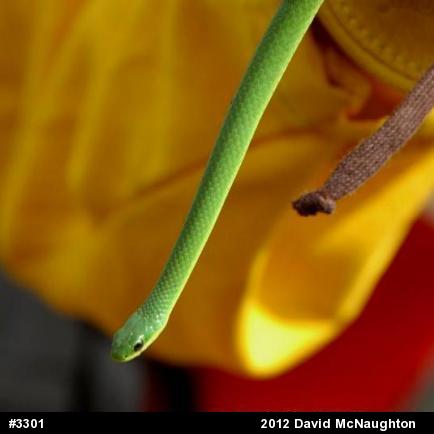 Smooth Greensnake