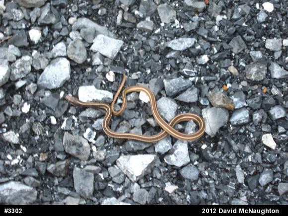Common Ribbonsnake