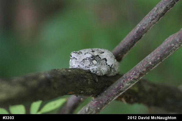 Gray Treefrog