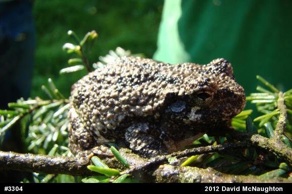 Gray Treefrog