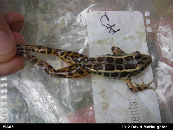 Pickerel Frog