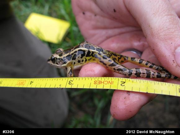 Pickerel Frog