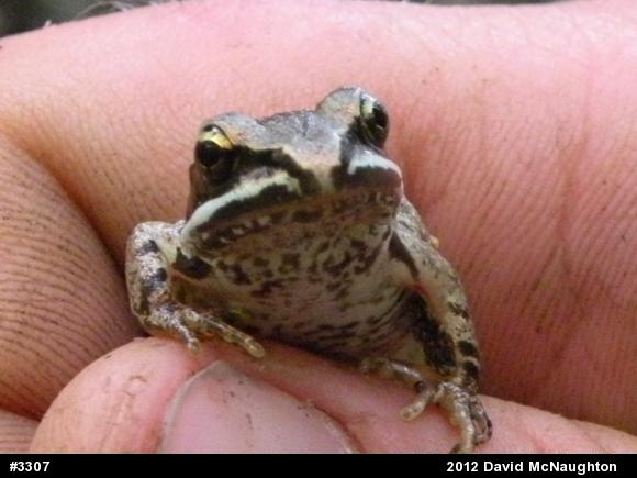 Wood Frog