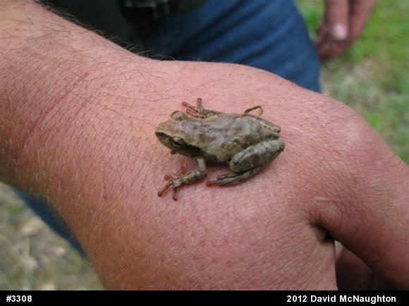 Spring Peeper