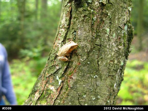 Spring Peeper