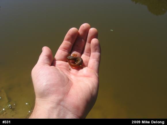 Red-spotted Newt
