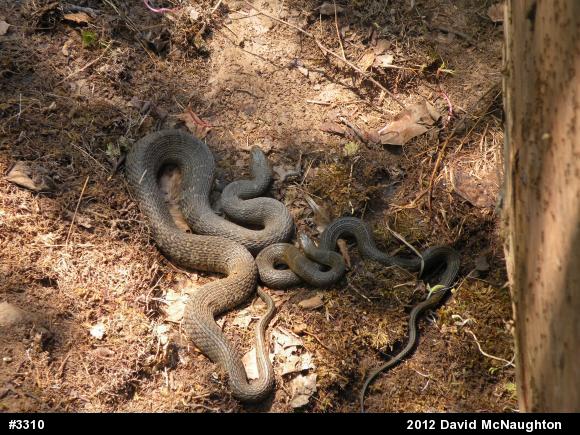 Northern Watersnake