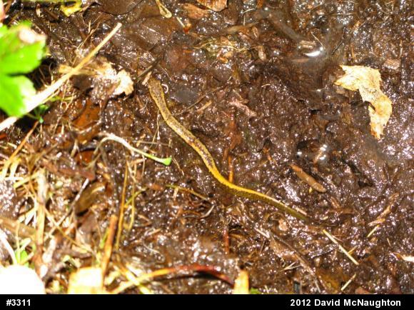 Northern Two-lined Salamander