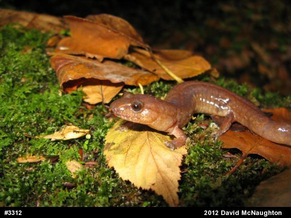 Northern Spring Salamander
