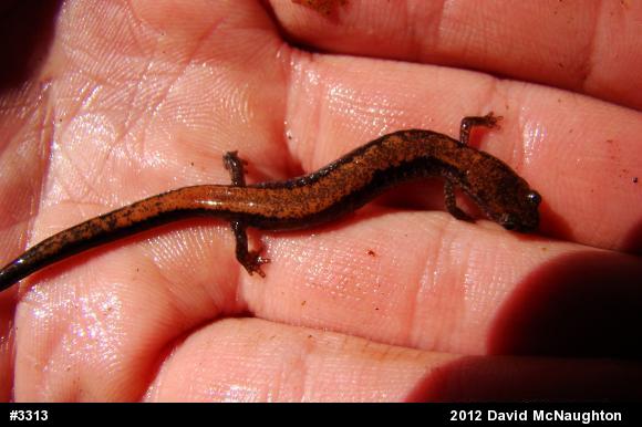 Eastern Red-backed  Salamander