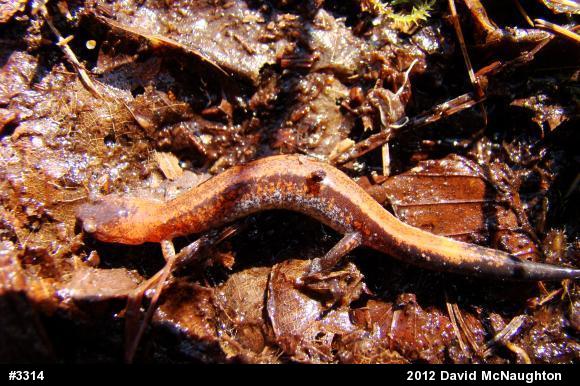 Eastern Red-backed  Salamander