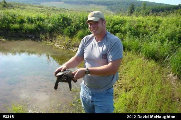 Snapping Turtle