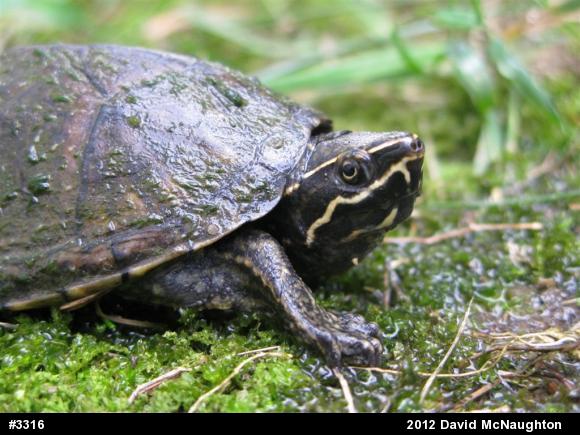 Eastern Musk Turtle