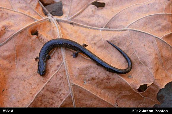 Northern Ravine Salamander