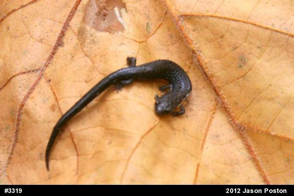 Northern Ravine Salamander