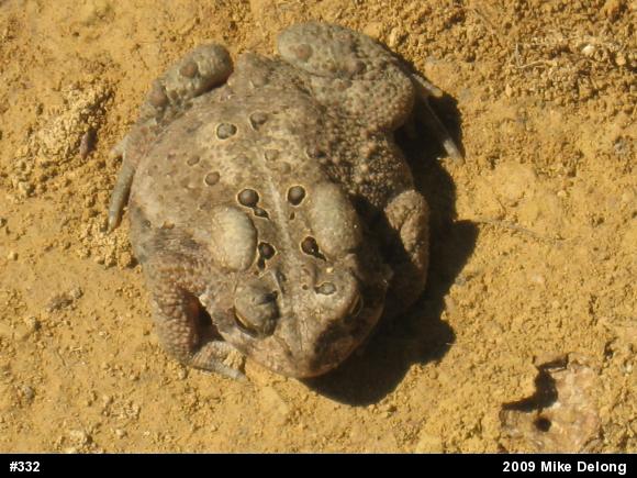 Eastern American Toad