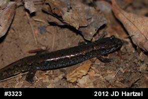 Northern Dusky Salamander