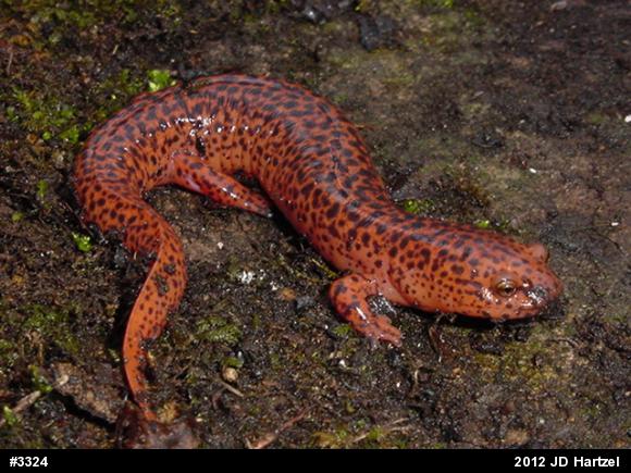 Northern Red Salamander