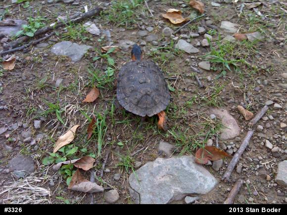 Wood Turtle