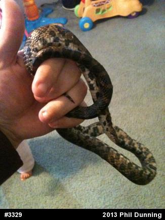 Eastern Milksnake
