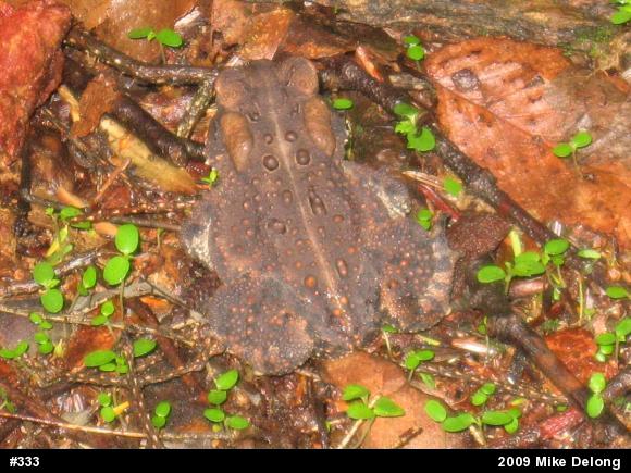 Eastern American Toad