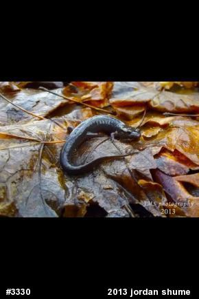 Northern Dusky Salamander