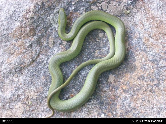 Smooth Greensnake