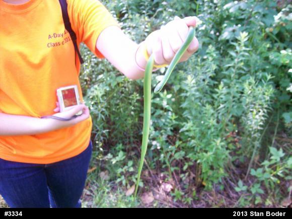 Smooth Greensnake
